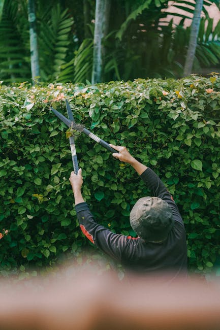 A man with short brown hair, wearing a navy blue t-shirt and jeans, is engaged in garden maintenance by trimming a dense, green hedge with a handheld electric hedge trimmer. The hedge, composed of lus